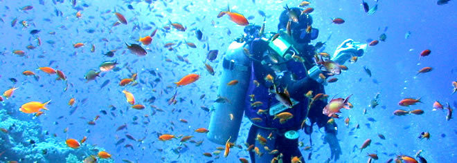 un subacqueo circondado da pesci