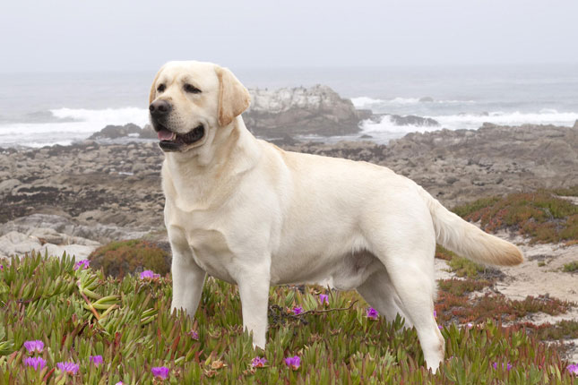 un labrador
